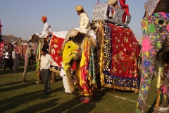 Festival degli elefanti