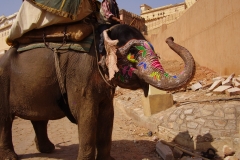 elefante ad Amber
